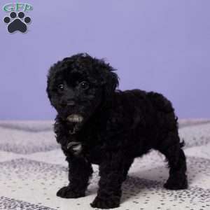 Petunia, Miniature Poodle Puppy
